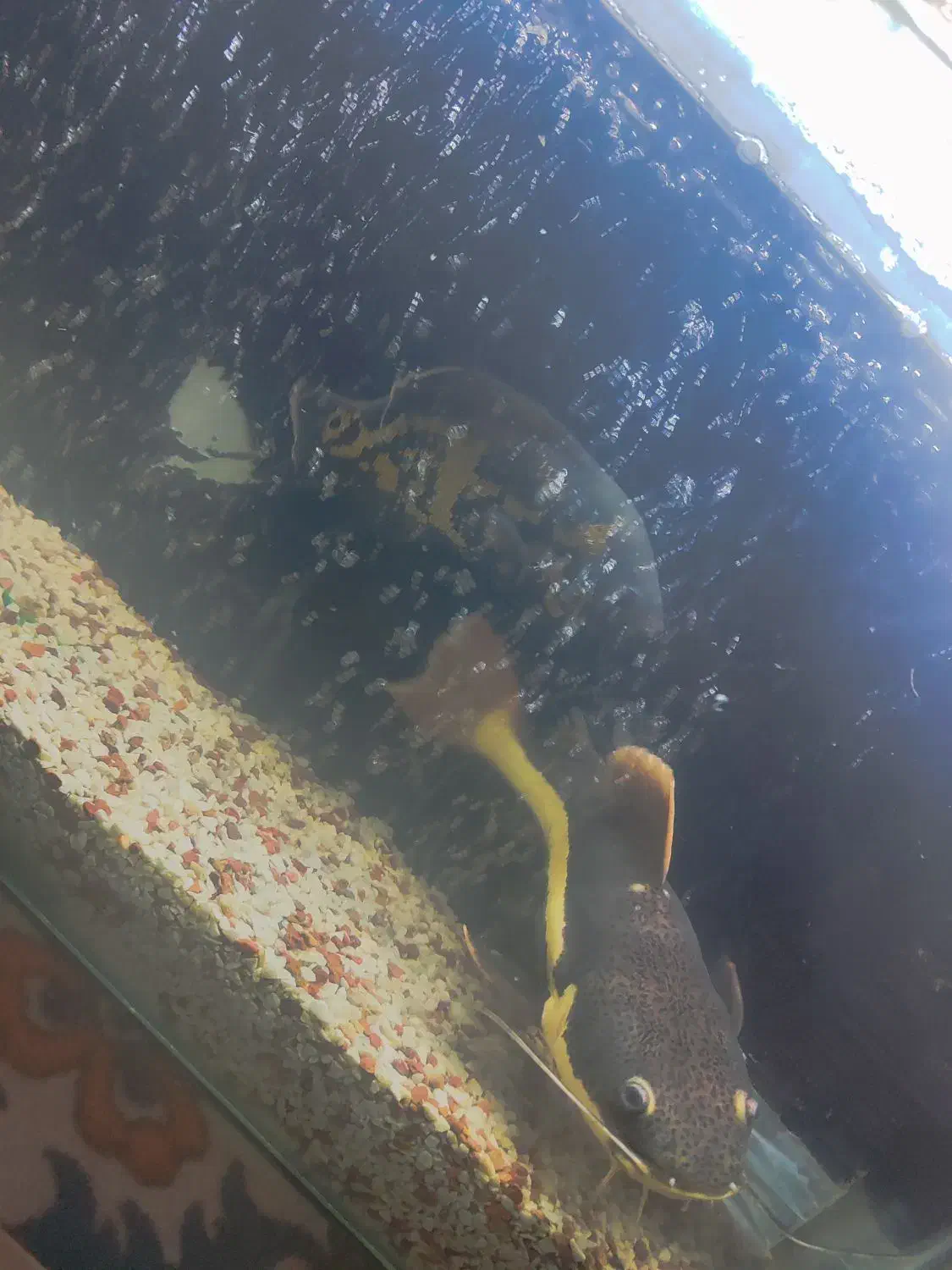 ماهی آکواریوم|ماهی|گرگان, |دیوار