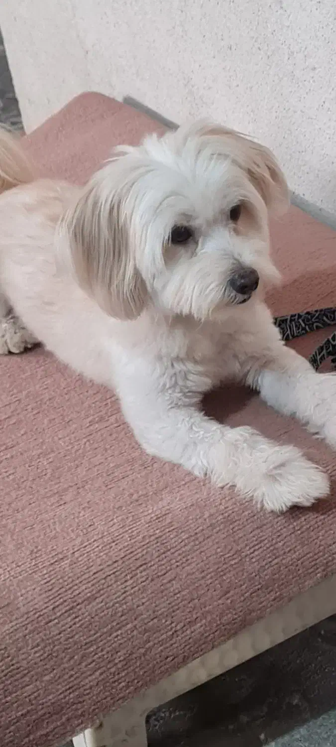 سگ گم شده.. شیتزو|سگ|کرمانشاه, |دیوار