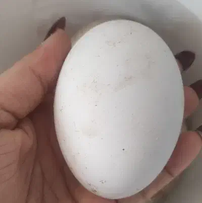 تخم غاز|حیوانات مزرعه|بهبهان, |دیوار