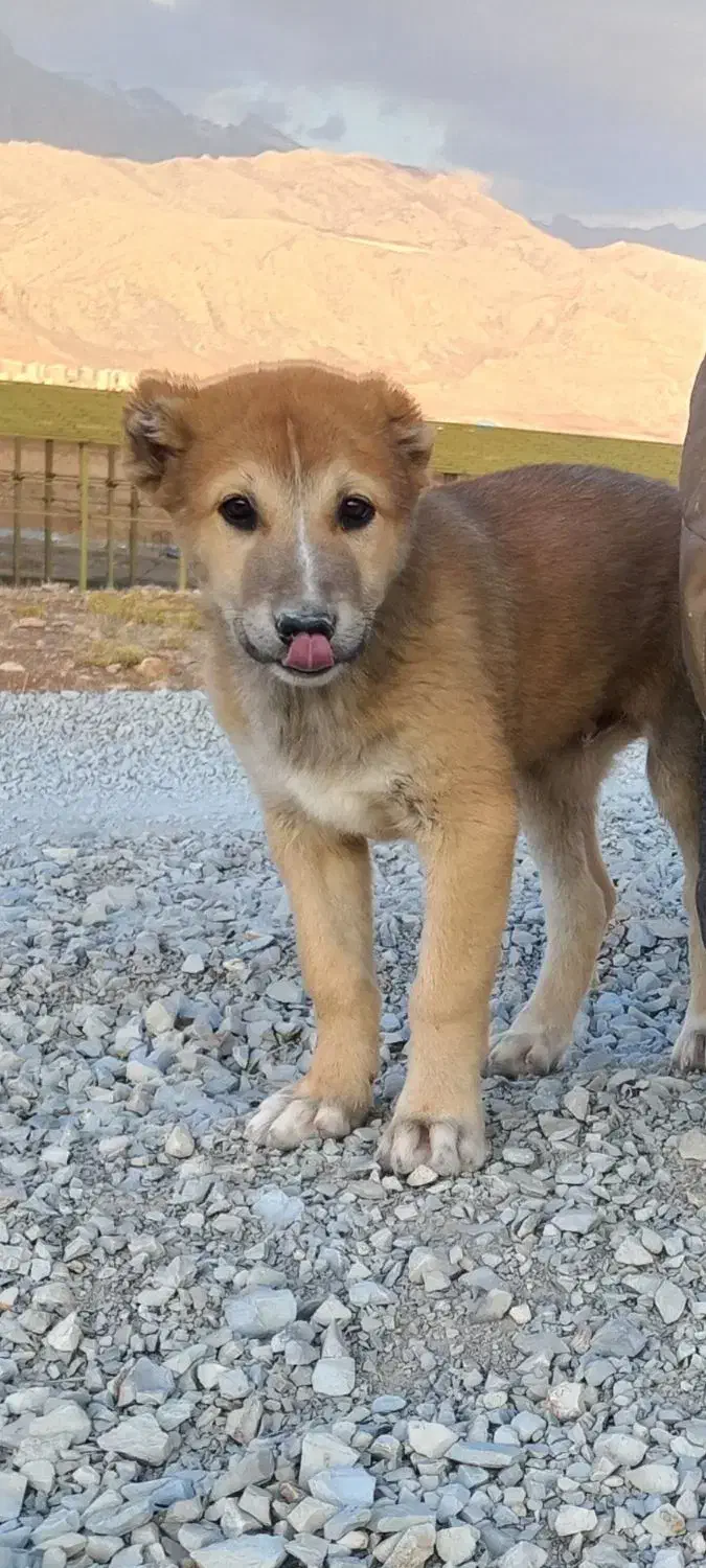 توله سگ سرابی نر اصیل|سگ|کرمانشاه, |دیوار