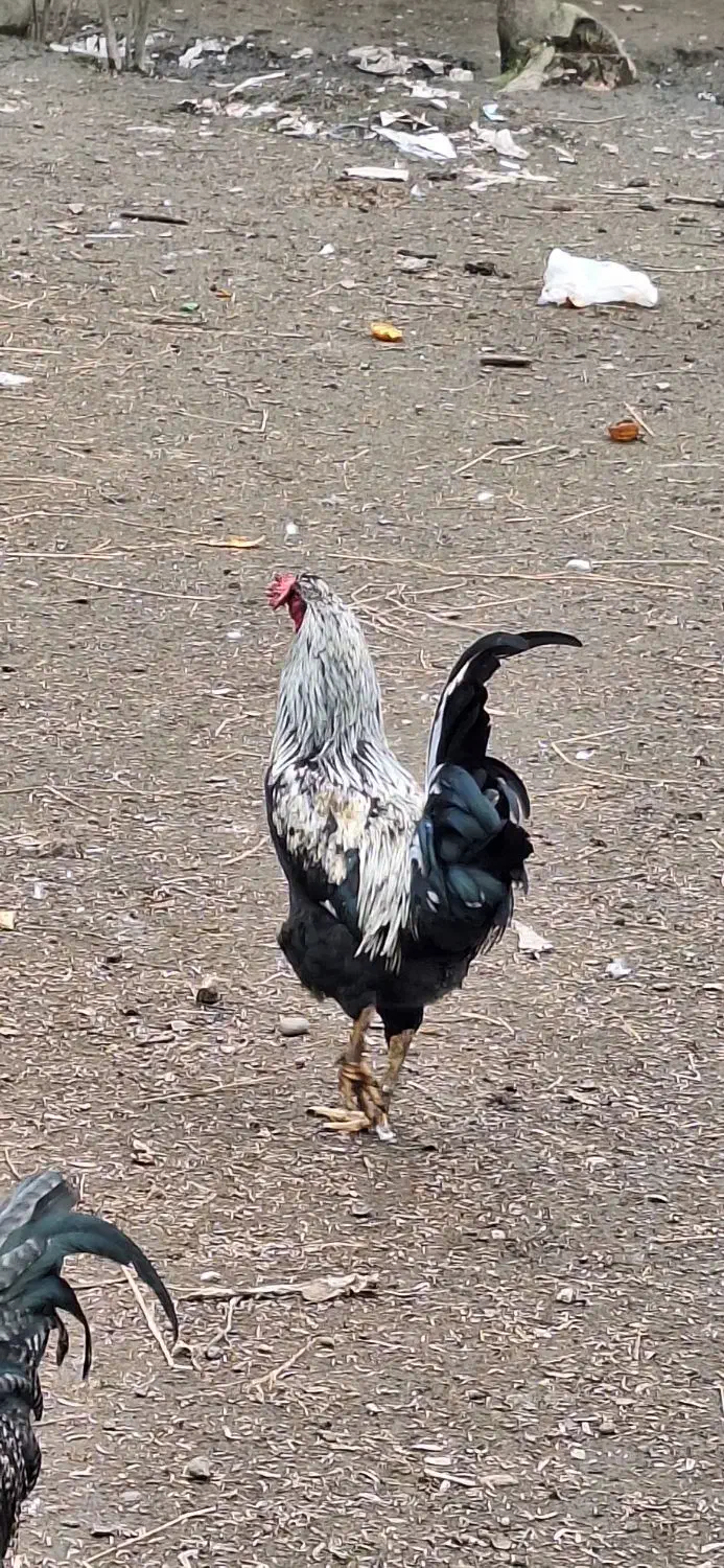 خروس مرغ|حیوانات مزرعه|رشت, حومه رشت|دیوار