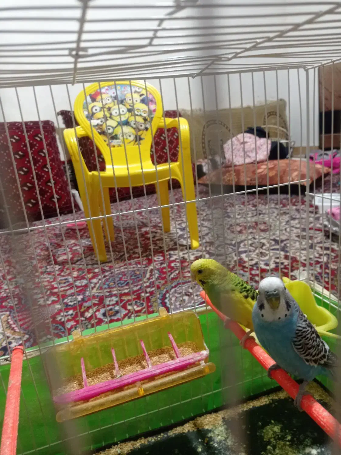 مرغ عشق|پرنده|تربت جام, مسکن مهر|دیوار