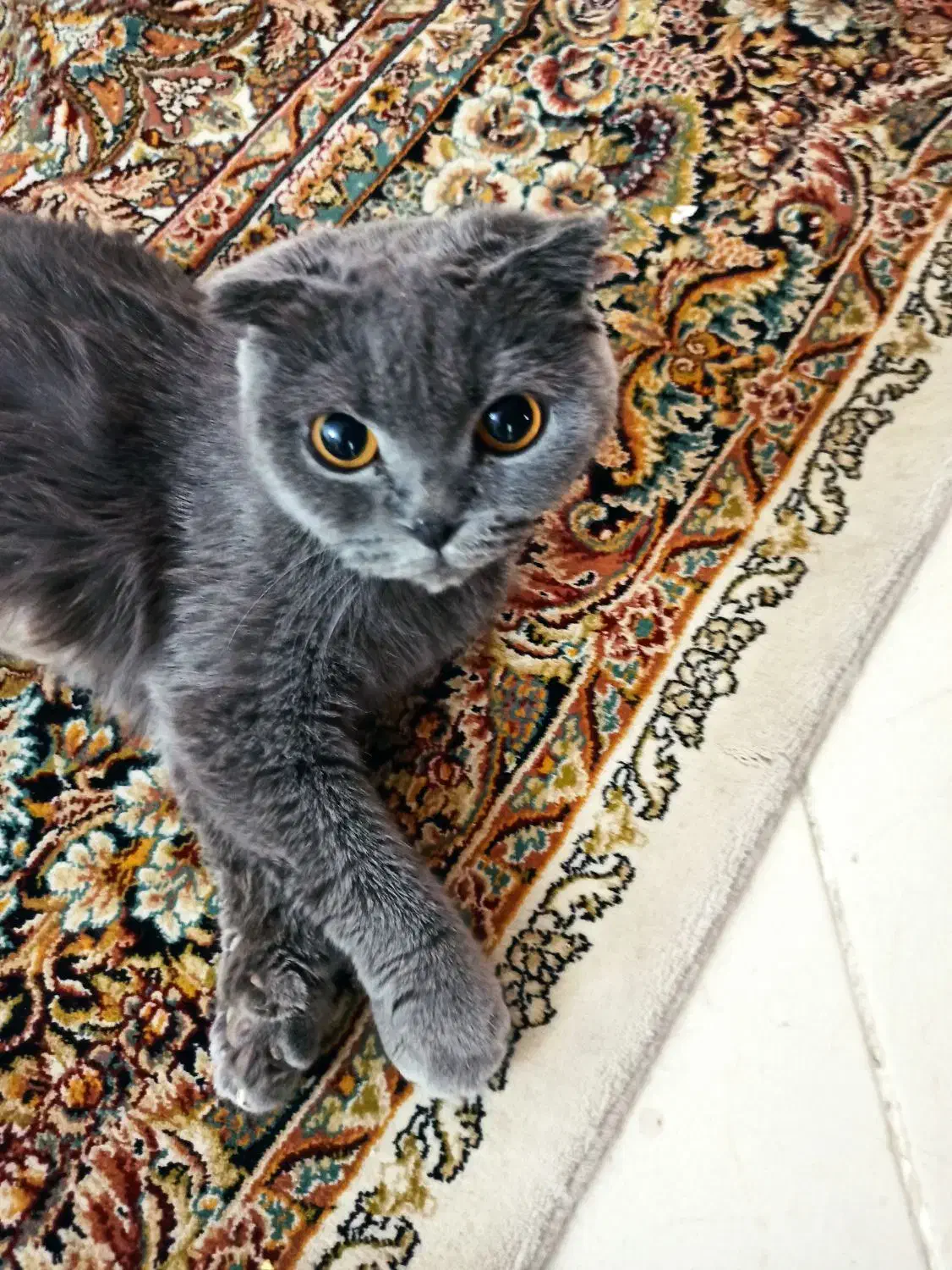 گربه اسکاتیش فولد اصل چشم نارنجی|گربه|کرمان, |دیوار