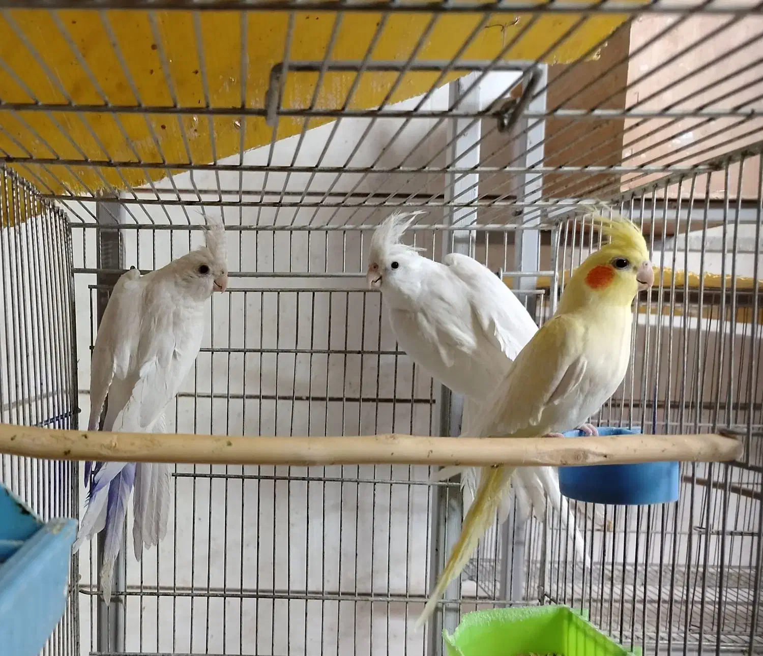 عروس هلندی طوطی|پرنده|نجف‌آباد, شیخ بهایی جنوبی|دیوار