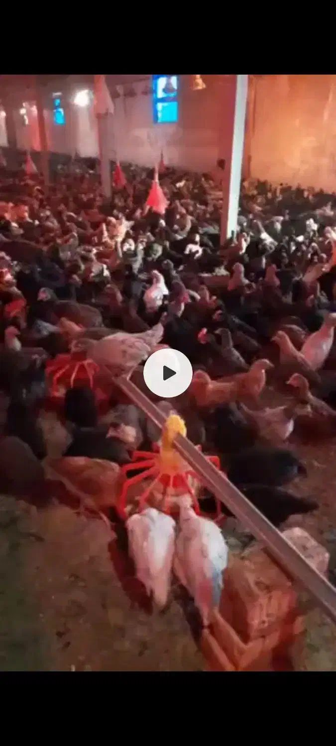 فروش نیمچه مرغ و خروس|حیوانات مزرعه|پیشوا, |دیوار