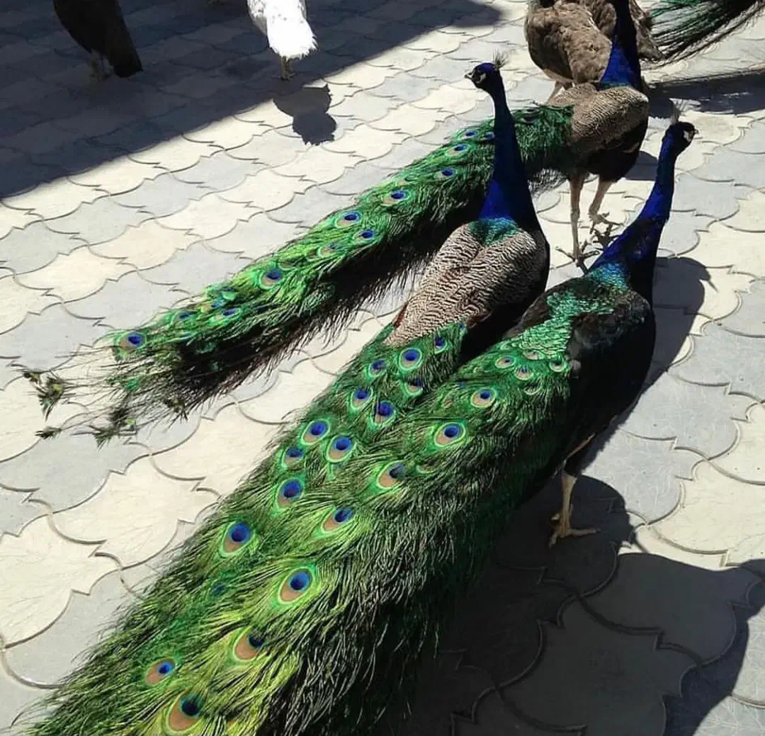 پرنده زینتی|پرنده|ارسنجان, |دیوار