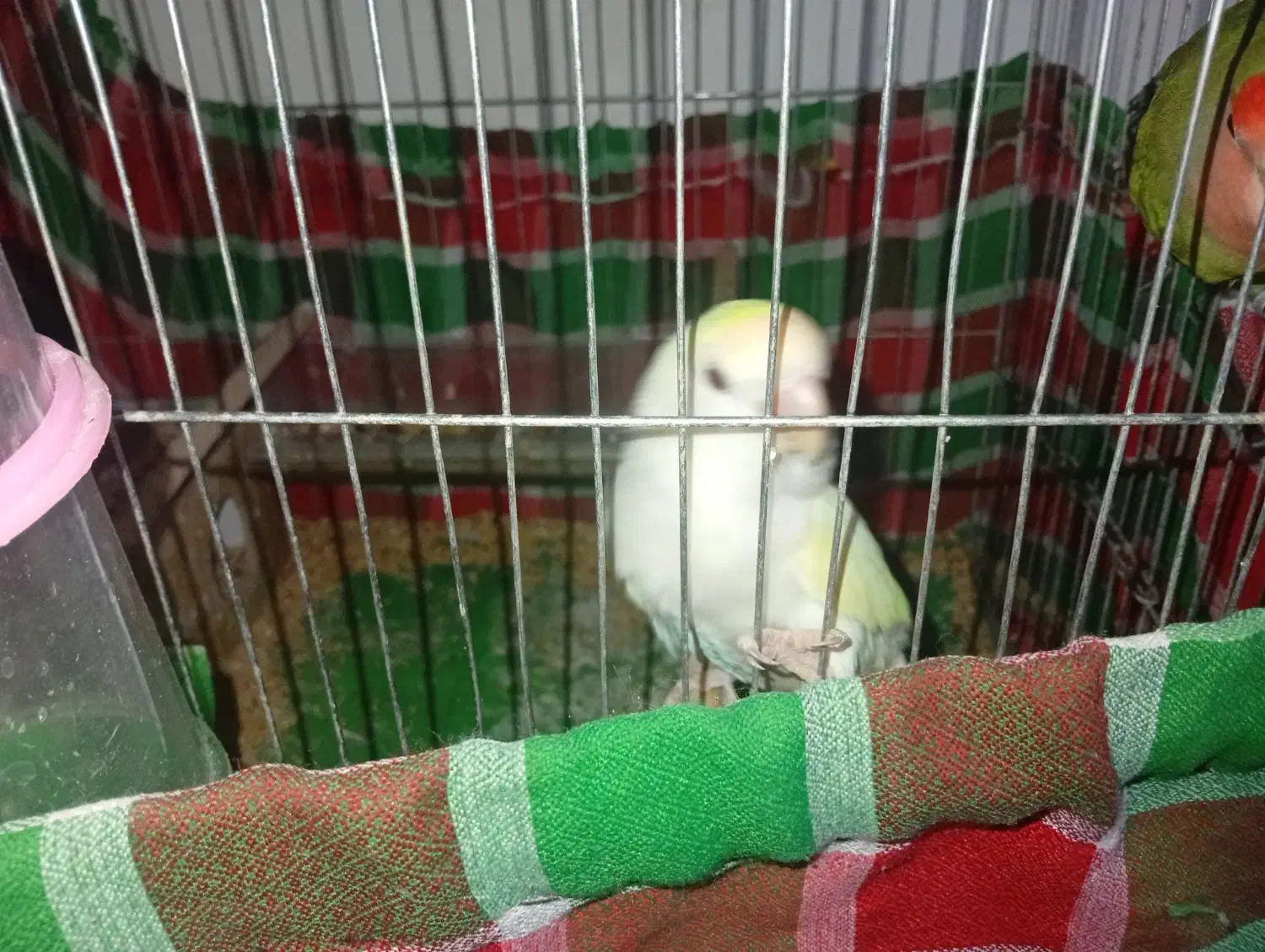 طوطی برزیلی|پرنده|ایذه, |دیوار