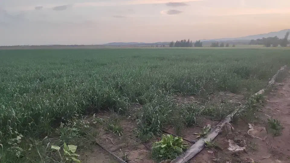 5هکتار زمین کشاورزی مناسب کاشت پیاز و گندم|اجارهٔ دفتر صنعتی، کشاورزی، تجاری|جیرفت, |دیوار