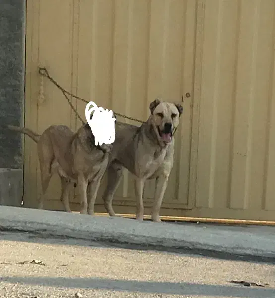 واگذاری سگ پژدر|سگ|صحنه, |دیوار