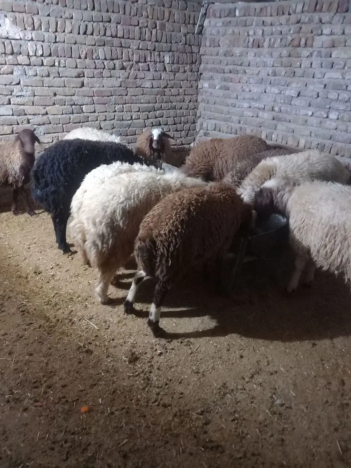 بره نر افشار صادرات|حیوانات مزرعه|پاپی, |دیوار