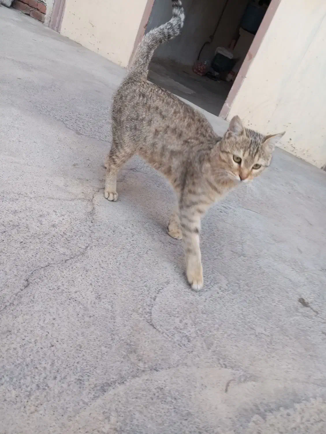 گربه خانگی|گربه|نقده, |دیوار