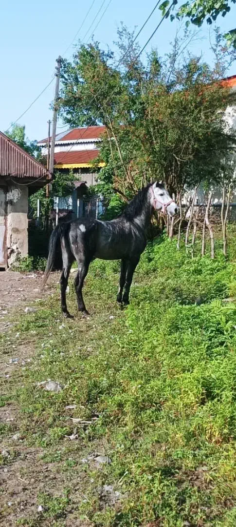 فروش اسب نریان کرد|اسب و تجهیزات اسبسواری|سیاهکل, |دیوار