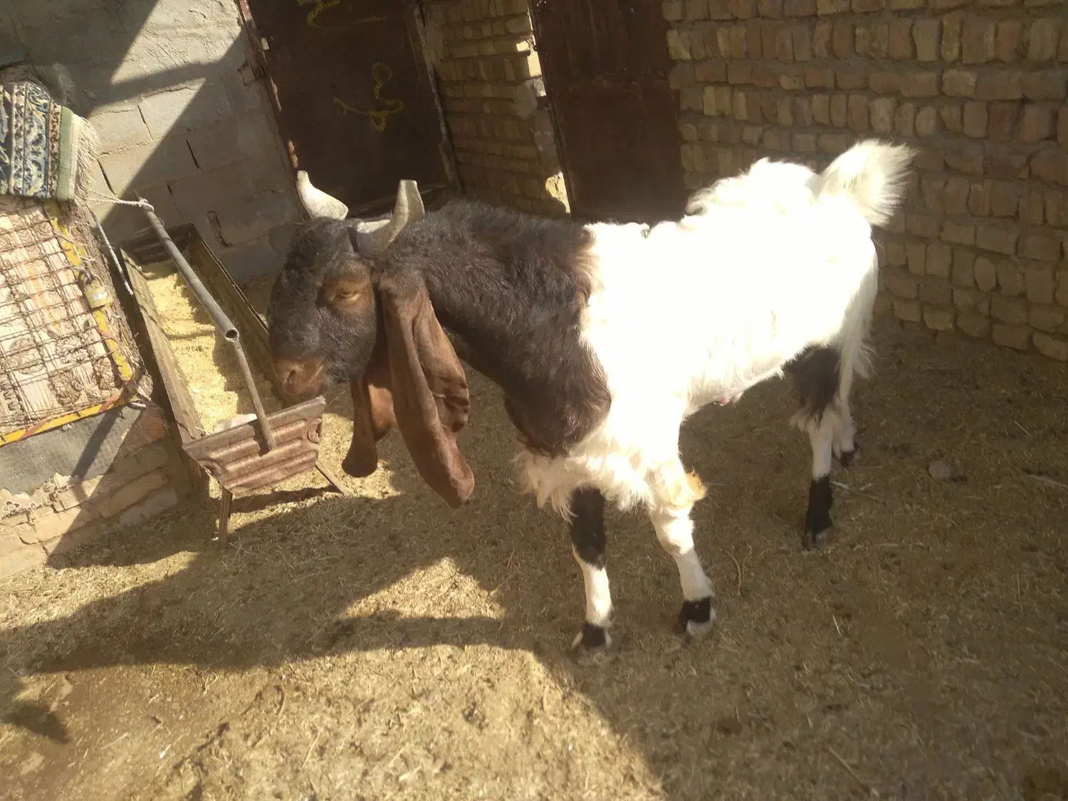 بزغاله|حیوانات مزرعه|کاشمر, |دیوار