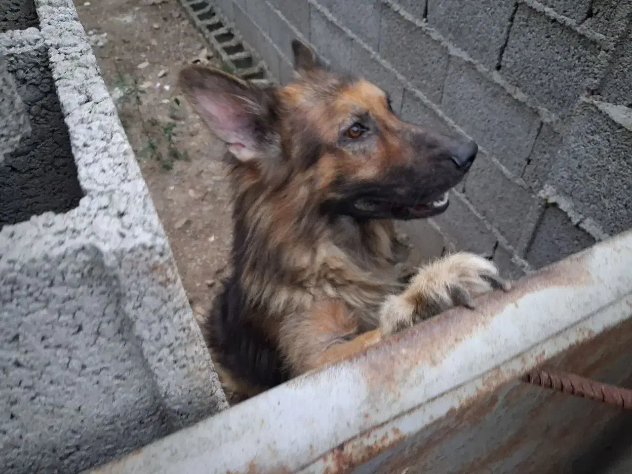 ژرمن شو لاین کینگ|سگ|شفت, |دیوار