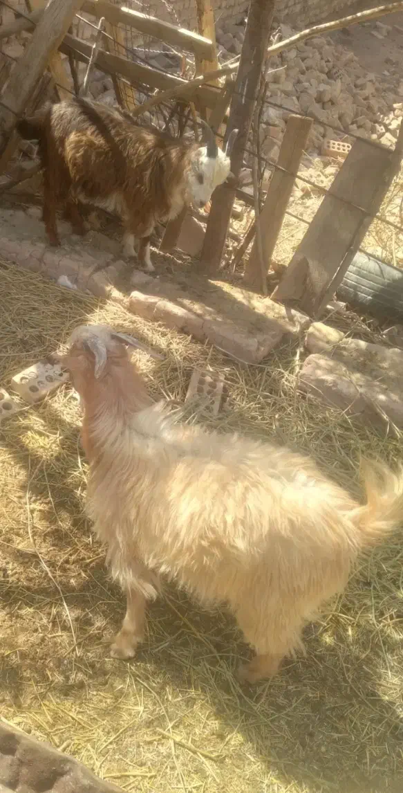 کره چبش و گیسه بختیاری و دورگه|حیوانات مزرعه|زرند, |دیوار