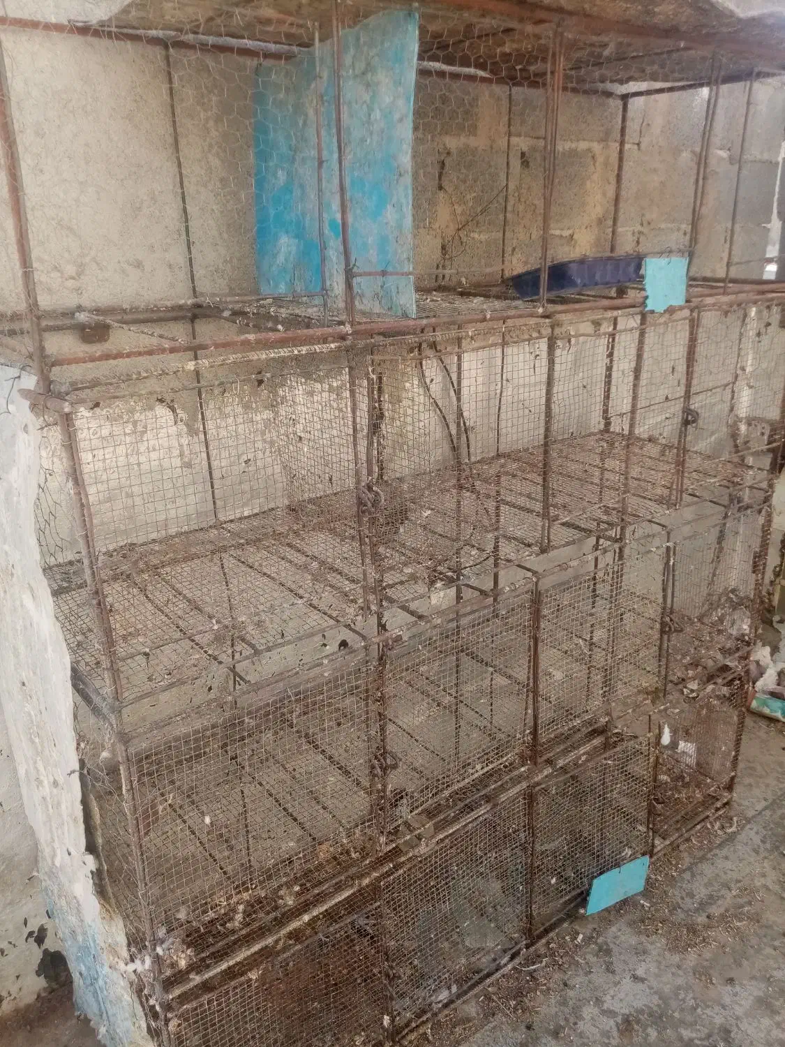 جفتگاه|لوازم جانبی حیوانات|جهرم, |دیوار