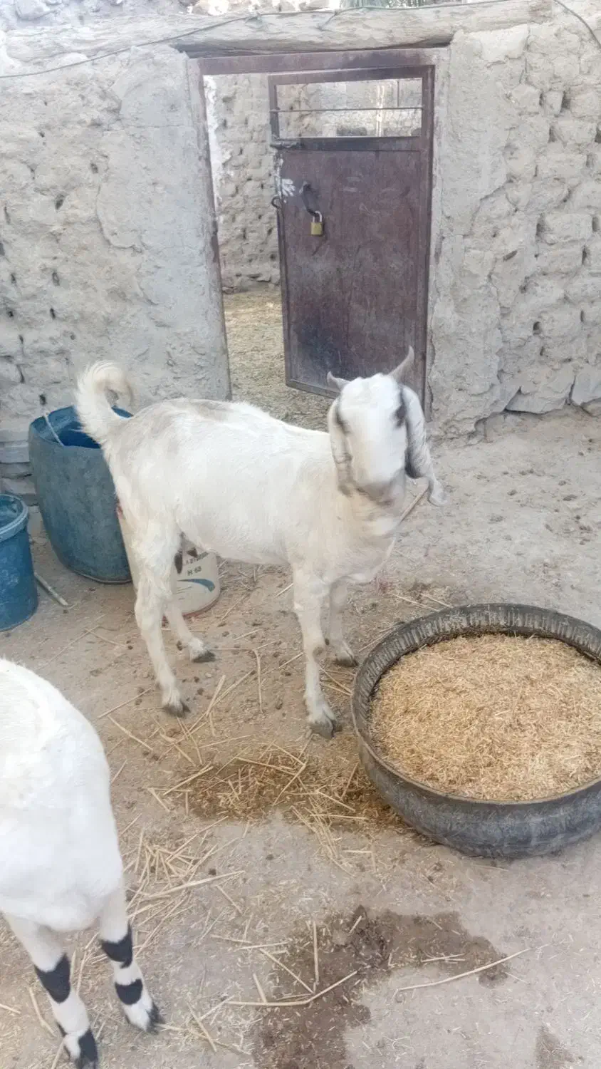 بز  ماده  آبستن|حیوانات مزرعه|هیدوچ, |دیوار