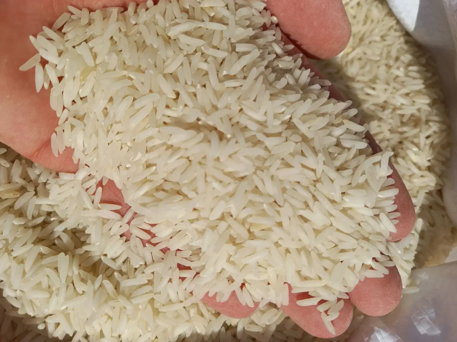 برنج هاشمی|خوردنی و آشامیدنی|قزوین, |دیوار