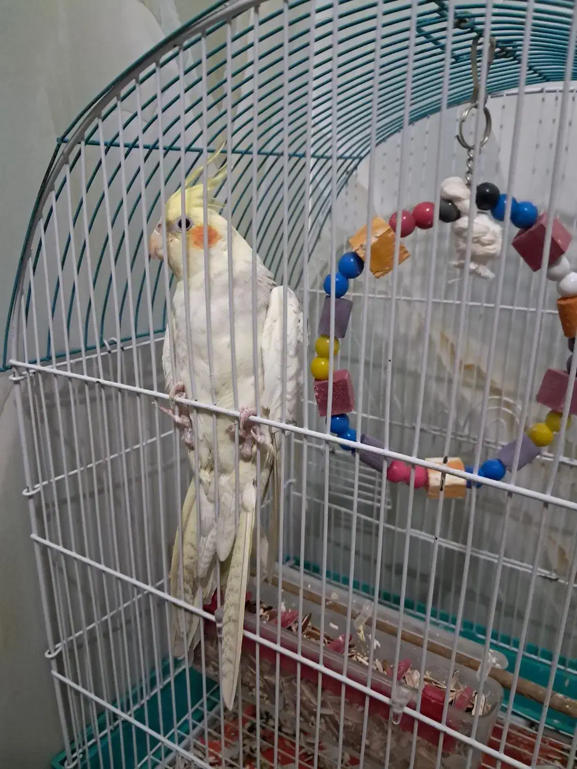 عروس هلندی|پرنده|تهران, کیانشهر|دیوار