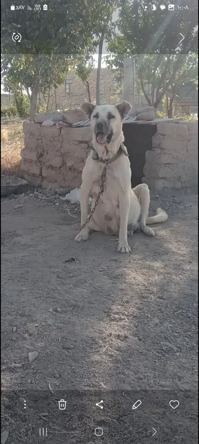 واگذاری ماده سرابی نگهبان|سگ|کرمانشاه, |دیوار