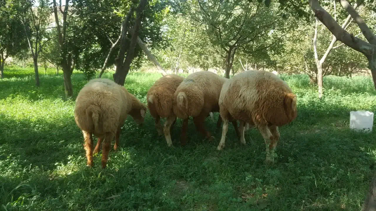 قوچ و بَره همو|حیوانات مزرعه|کلات (خراسان), |دیوار