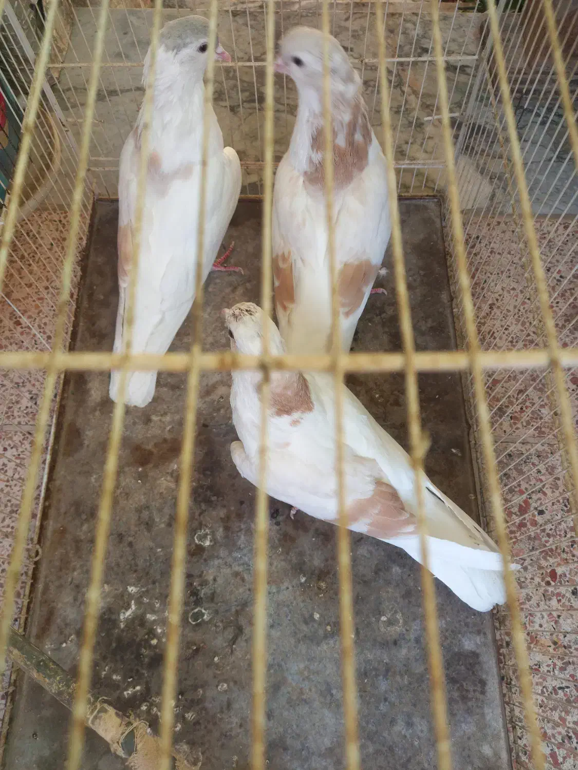 کبوتر ساده . چپ|پرنده|مشهد, آزادشهر|دیوار