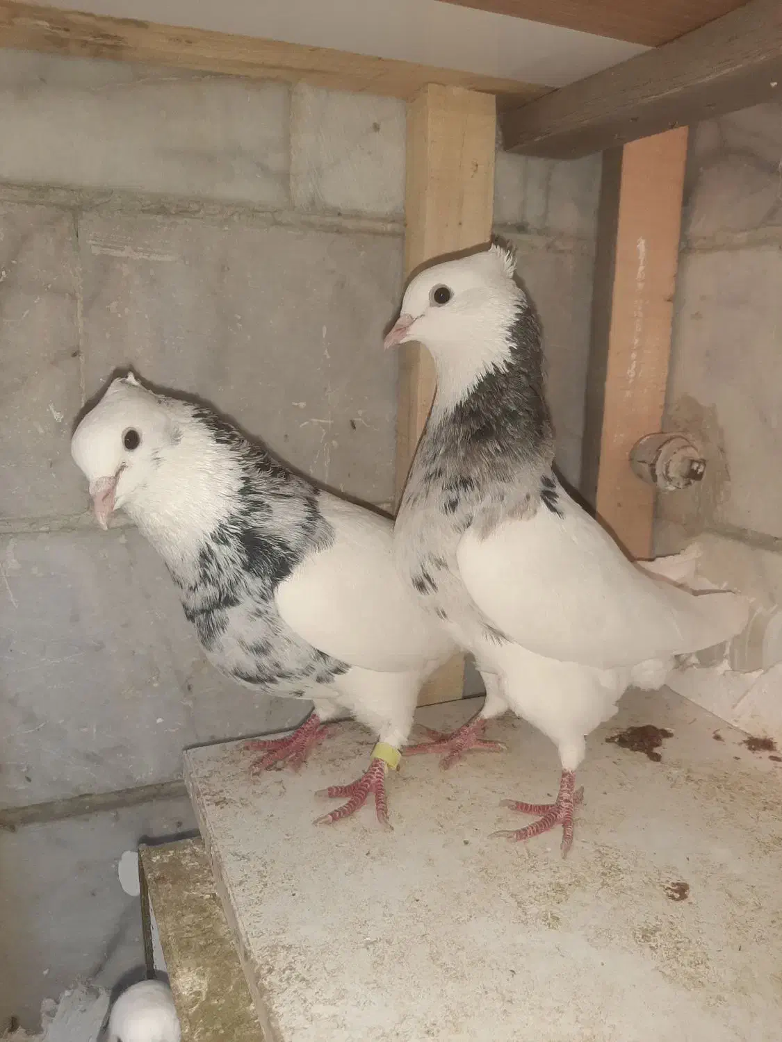 کبوتر یا کفتر|پرنده|شیراز, کوزه گری|دیوار