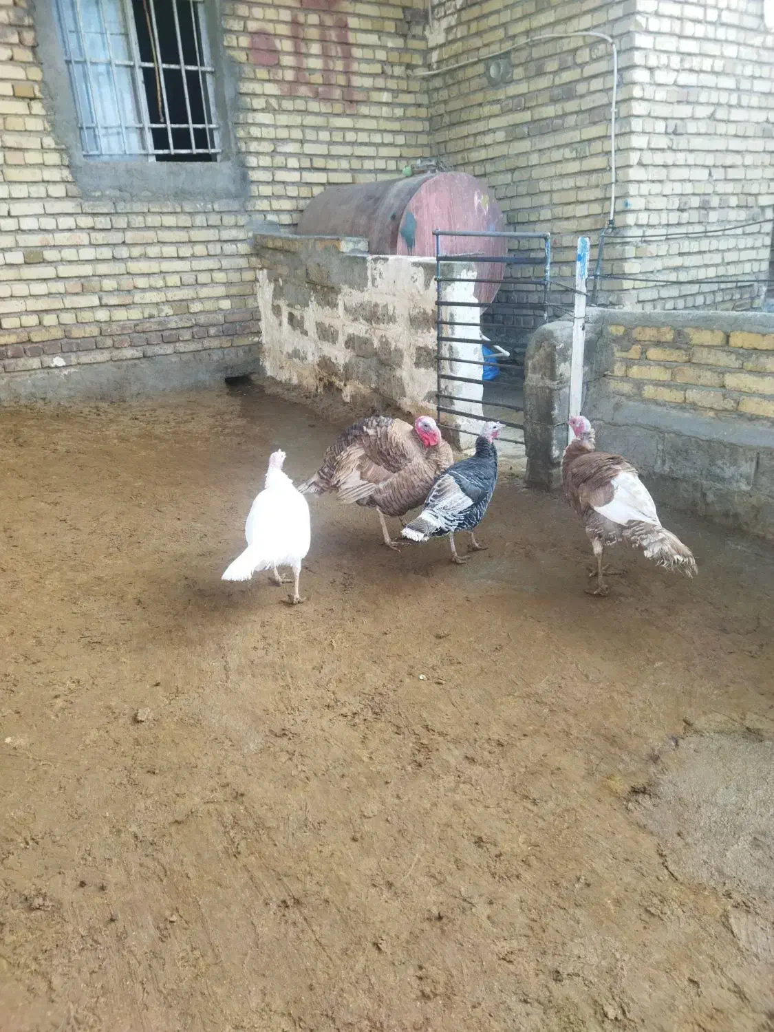 چهار عدد بوقلمو دوتا نر دوتا ماده|حیوانات مزرعه|ماهیدشت, |دیوار