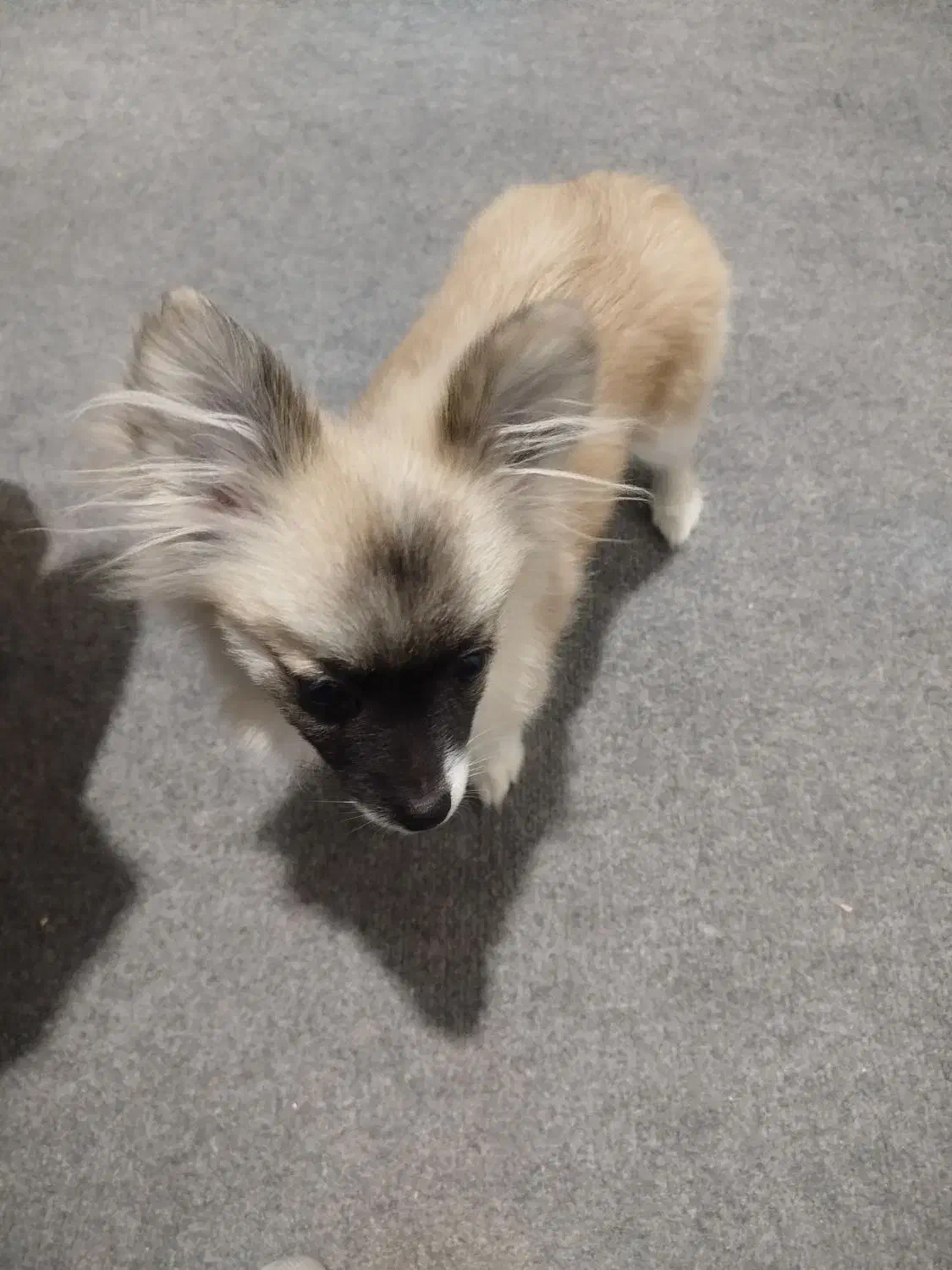 واگذاری سگ پامر|سگ|کرمان, |دیوار