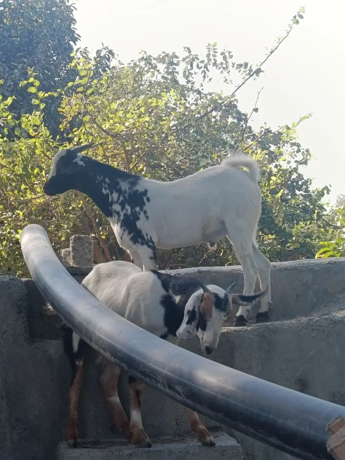 یک جفت نر و ماده آصل بنگال نسل دوقلو زاه|حیوانات مزرعه|چابهار, |دیوار