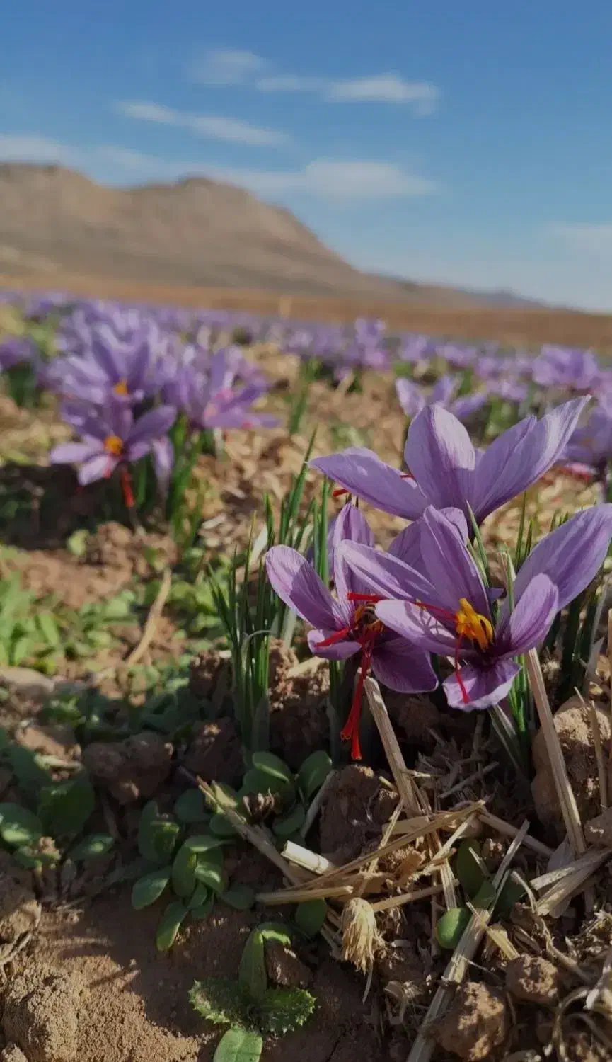 زعفرون درجه یک|خوردنی و آشامیدنی|فرخشهر, |دیوار