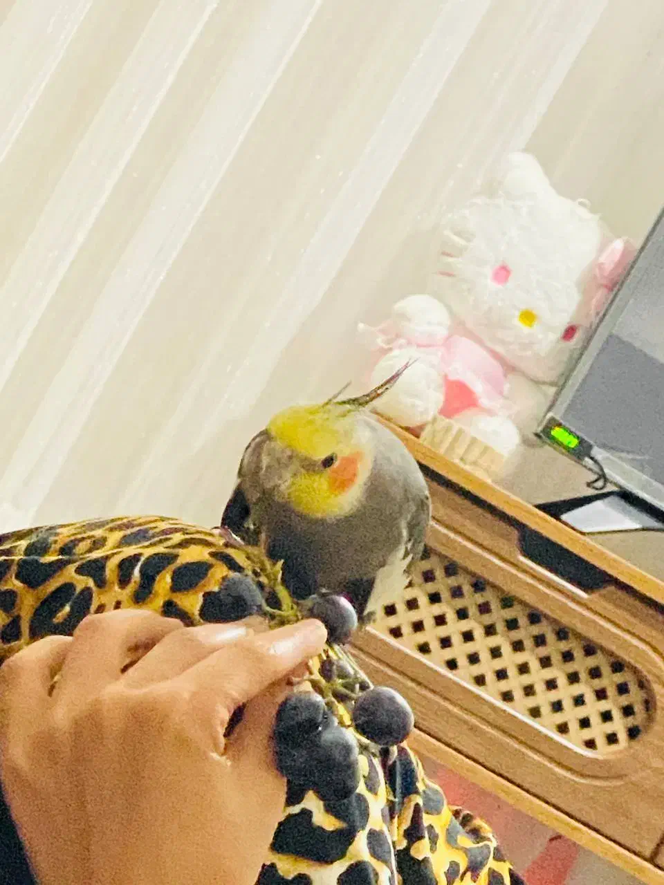 عروس هلندی|پرنده|مریوان, |دیوار