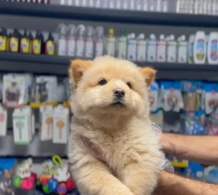 واگذاری نژاد های مختلف سگ|سگ|تهران, امانیه|دیوار