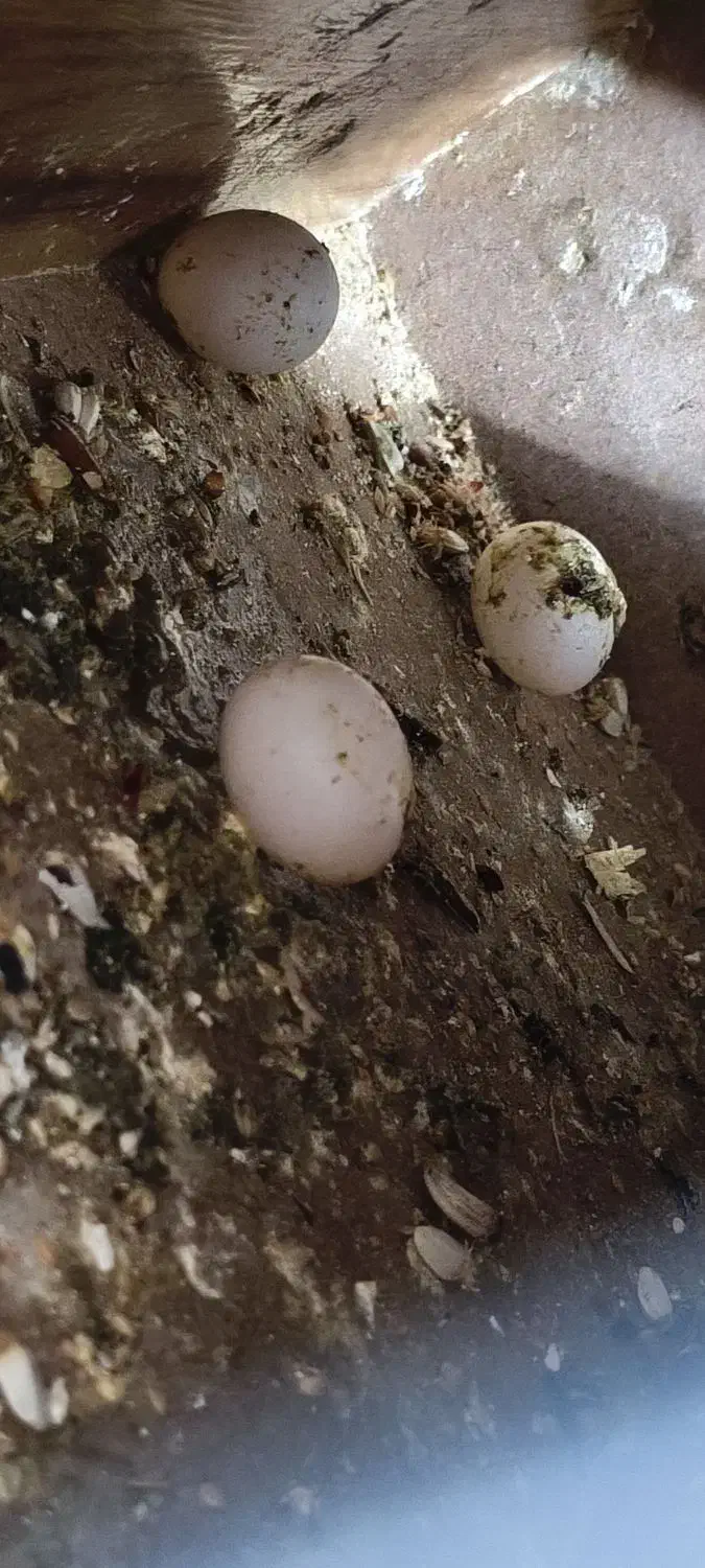 عروس هلندی ماده آماده جفتگیری  با چهار عدد تخم|پرنده|جوادآباد, |دیوار