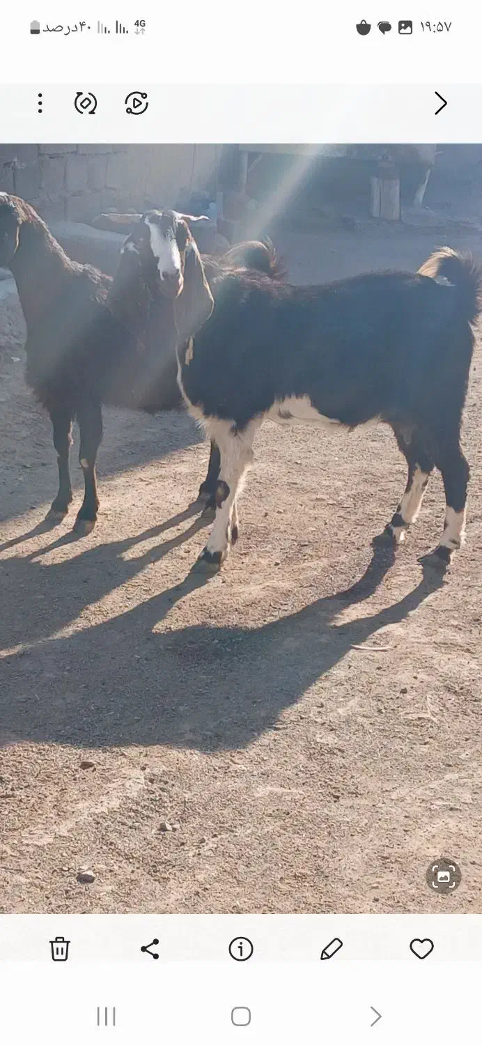 13م|حیوانات مزرعه|تربت جام, معدآباد|دیوار