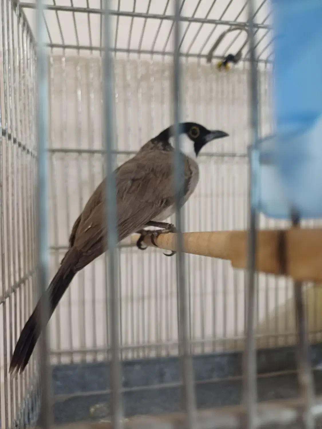 قناری بخون|پرنده|ایذه, |دیوار