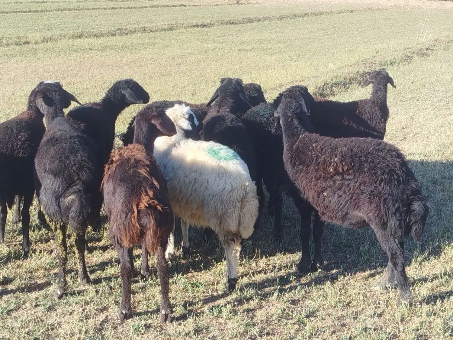 قزل افشار|حیوانات مزرعه|فیروزآباد (آذربایجان), |دیوار