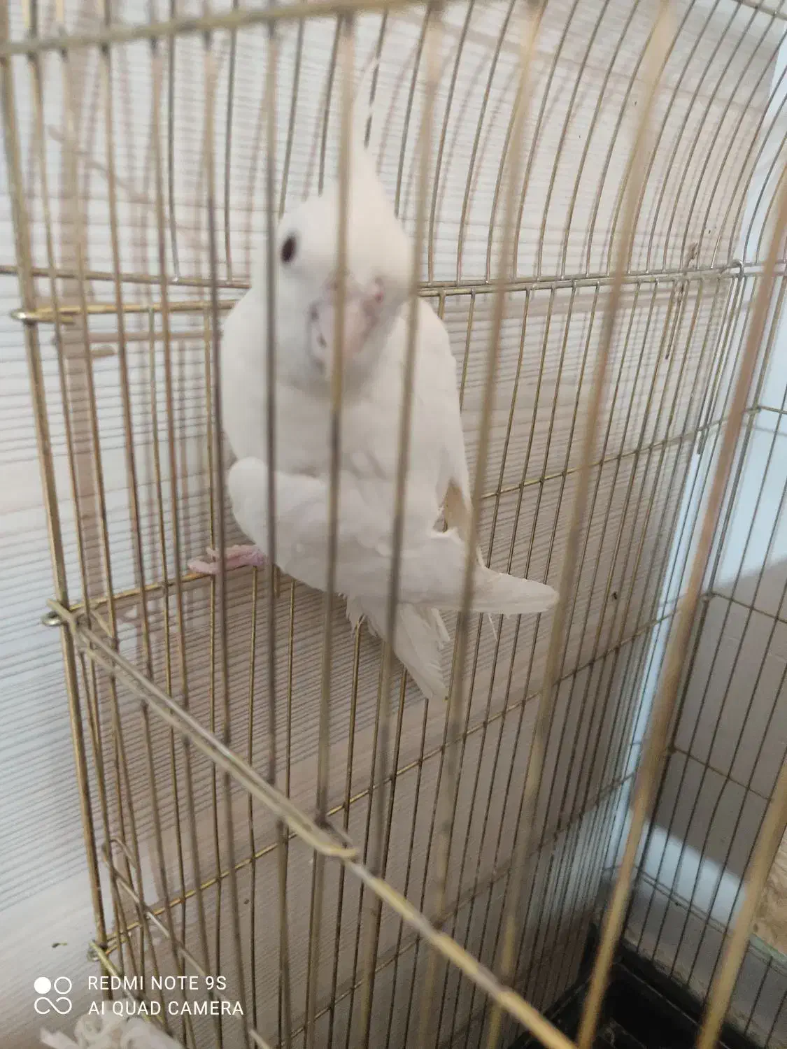 عروس هلندی البینو ماده|پرنده|پاکدشت, پاکدشت (مامازند)|دیوار