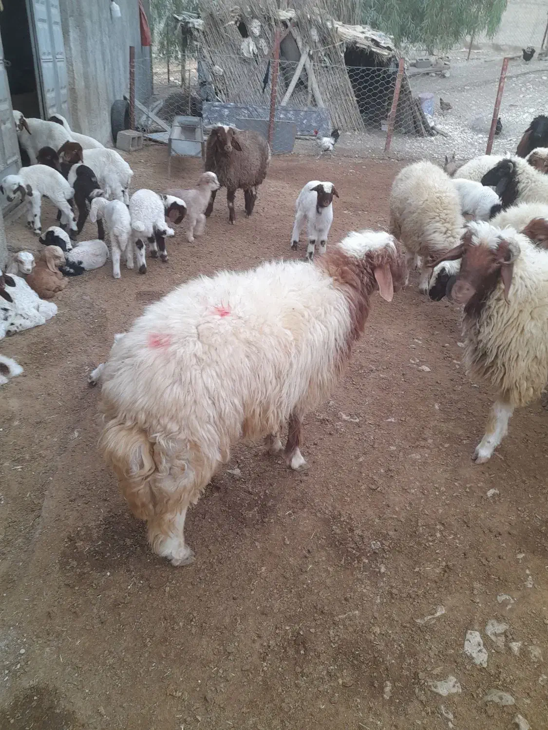 بره پروار نر|حیوانات مزرعه|چوار, |دیوار