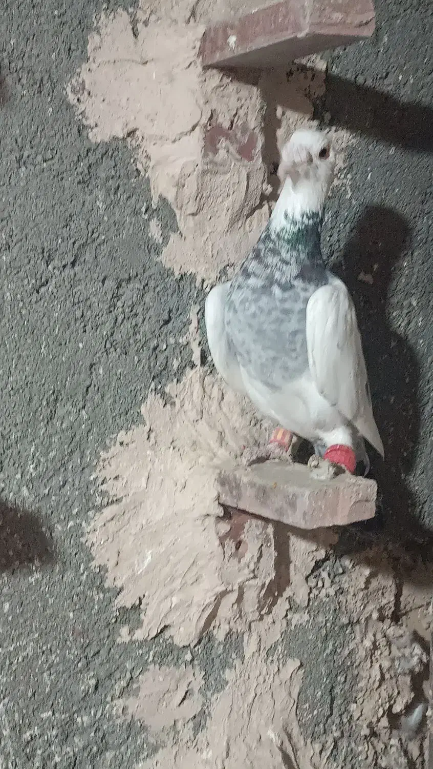 کفتر جفت گاهی|پرنده|مشهد, طبرسی شمالی|دیوار