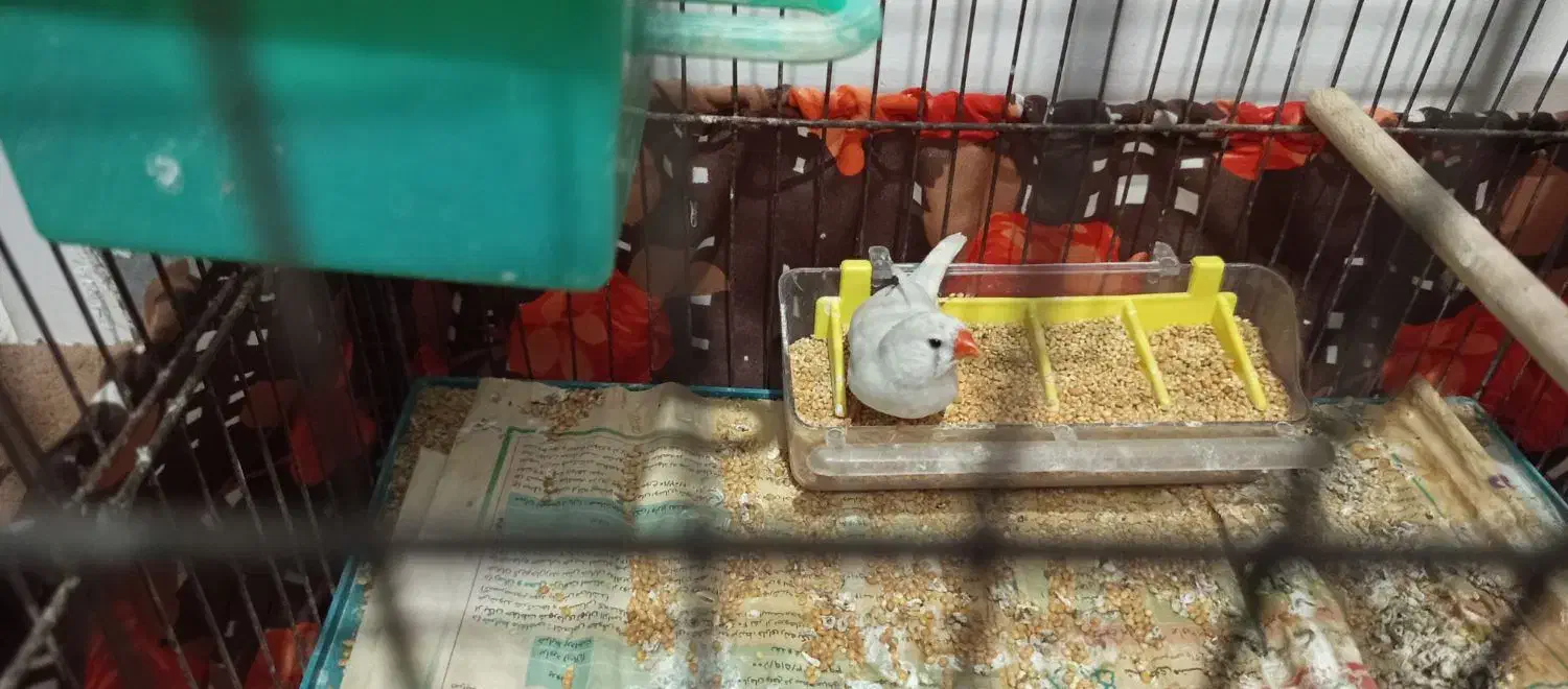 فنج ماده|پرنده|پاکدشت, پاکدشت (مامازند)|دیوار