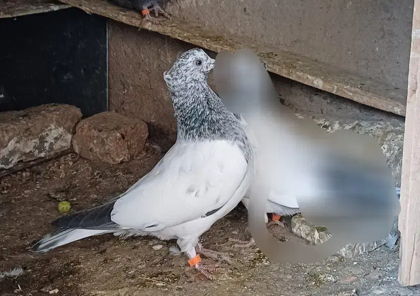 کبوتر گم شده|حیوانات|بروجرد, |دیوار