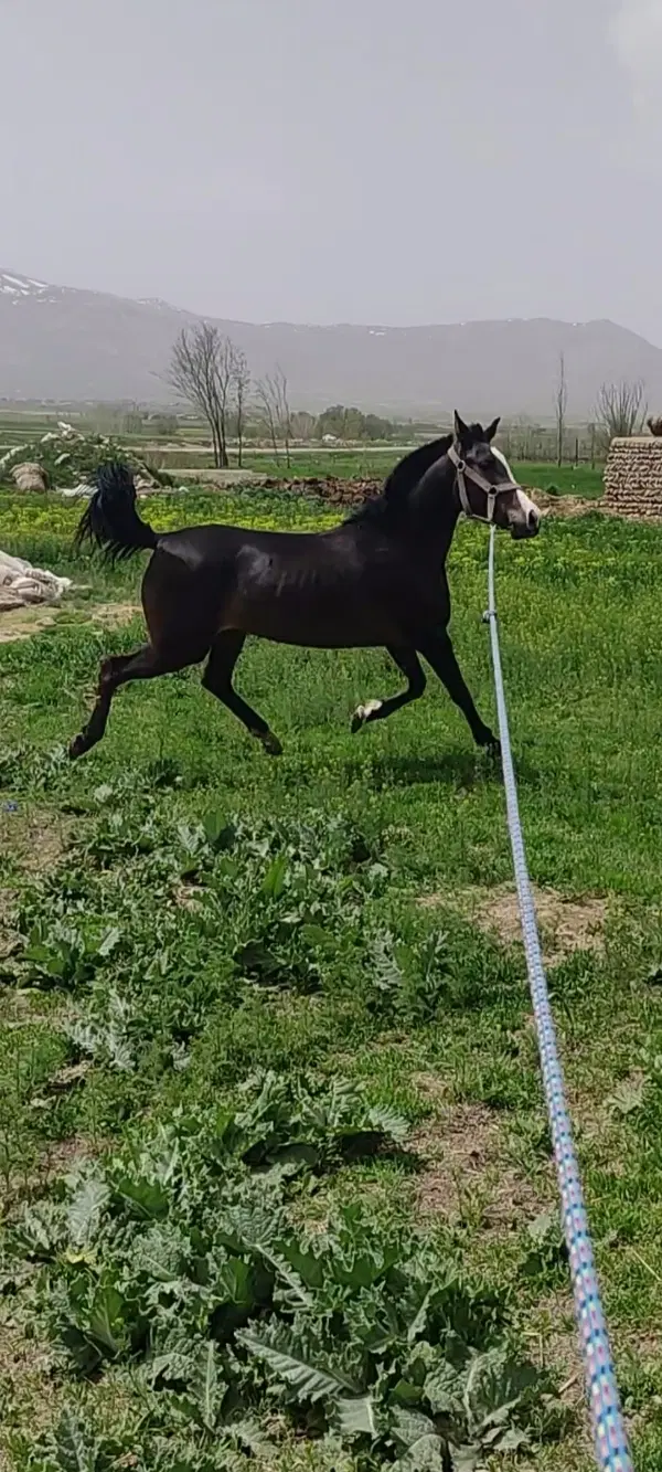 اسب|اسب و تجهیزات اسب‌سواری|چهاردانگه (تهران), |دیوار