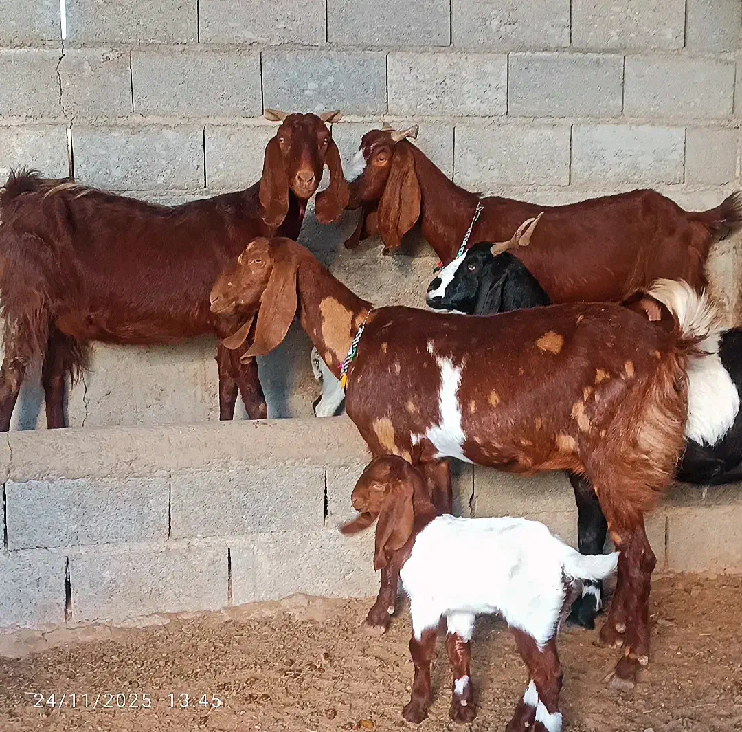 بز بزغاله دار دوقلو|حیوانات مزرعه|گنبد کاووس, |دیوار