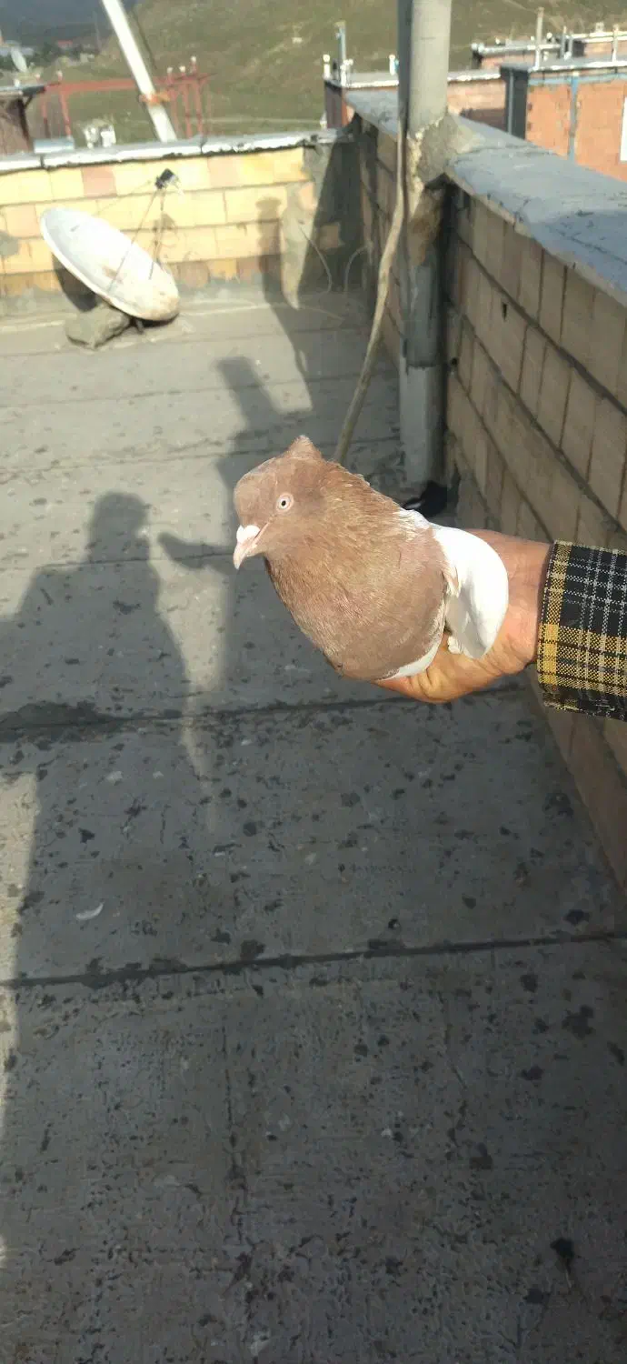 کبوتر|پرنده|مریوان, |دیوار