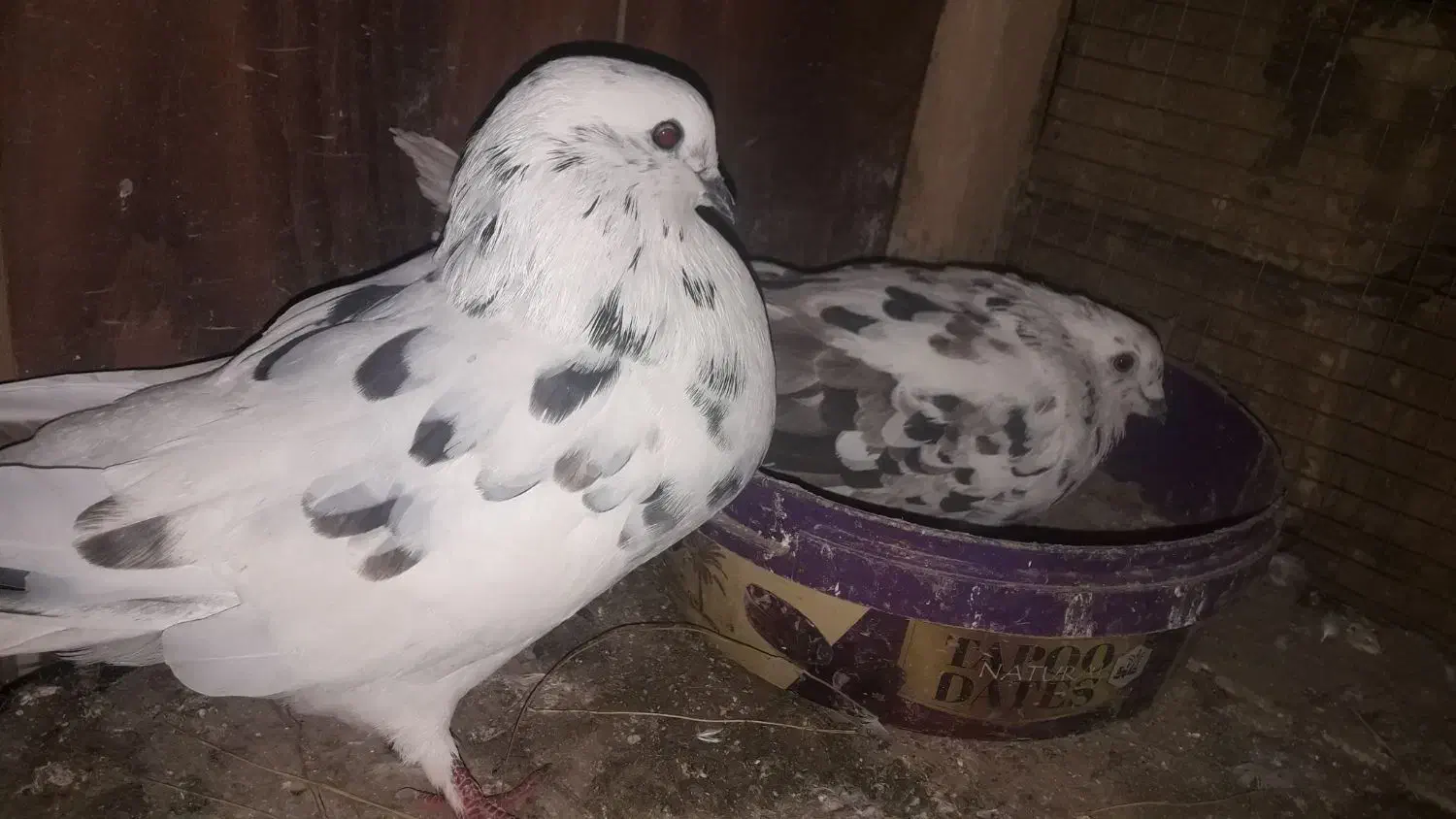 کفتر خوب|پرنده|قم, صدوق|دیوار