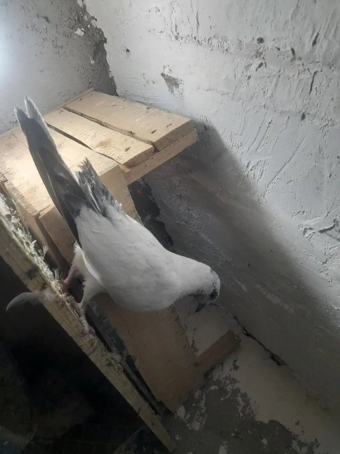 کاشانی|پرنده|مسجد سلیمان, |دیوار