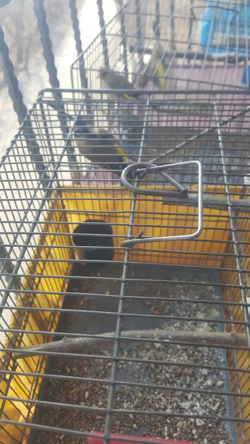 سحره نر|پرنده|شهریار, شهرک وائین|دیوار