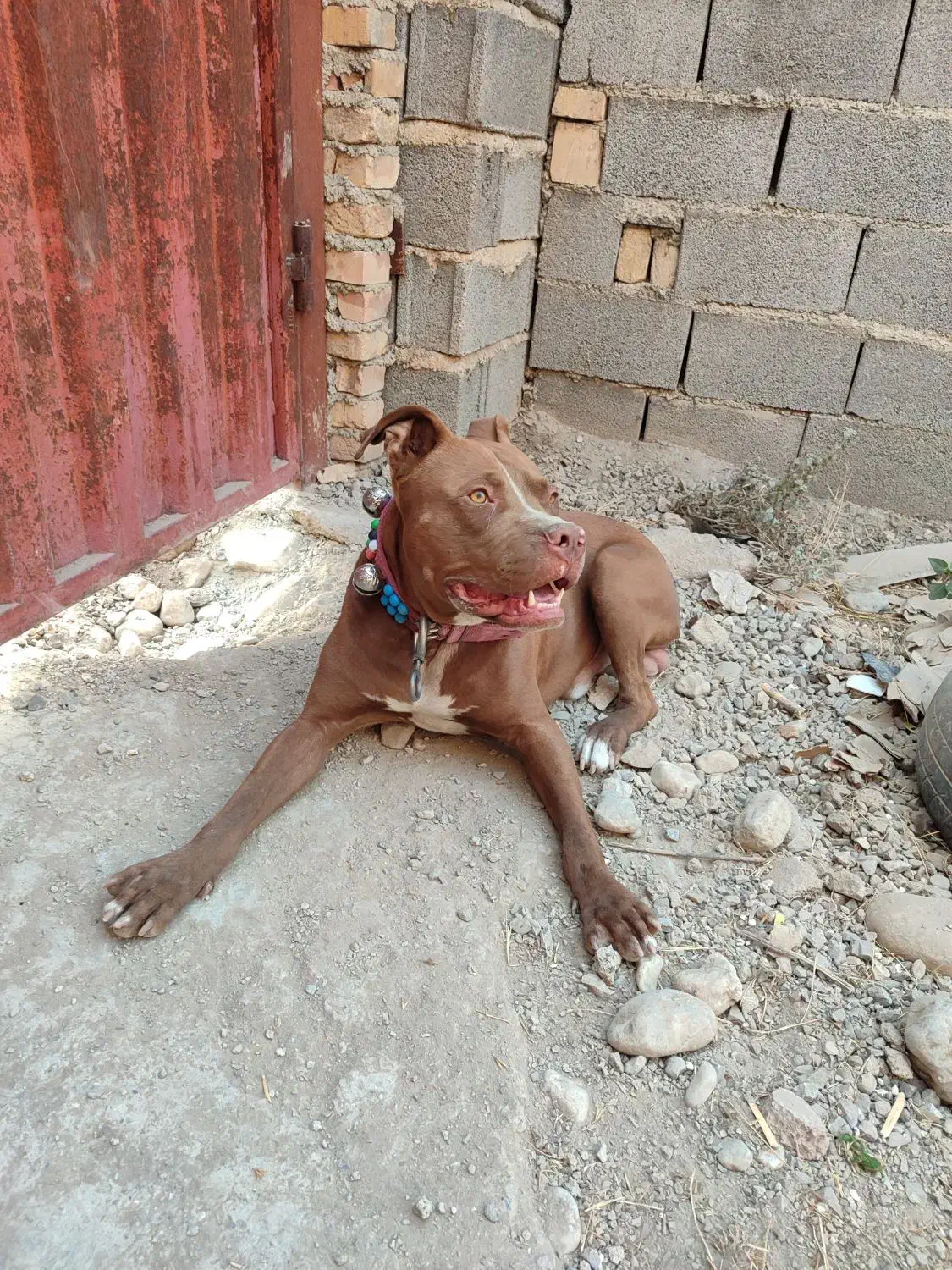 پیت بول نر اصیل، 13 ماهه، واکسینه|سگ|رامیان, |دیوار