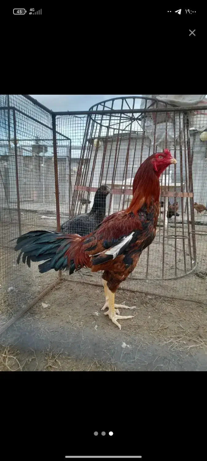 خروس|حیوانات مزرعه|زارچ, |دیوار